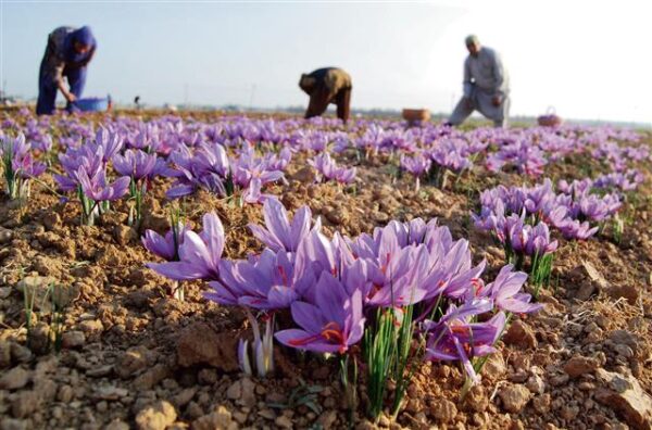 Kashmir Saffron - Image 3