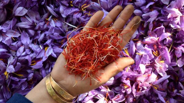 Kashmir Saffron - Image 4